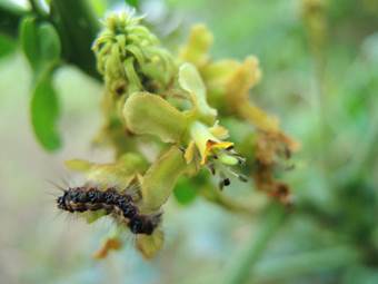被毒蛾啃食的老虎心花朵 被毒蛾啃食的老虎心花朵