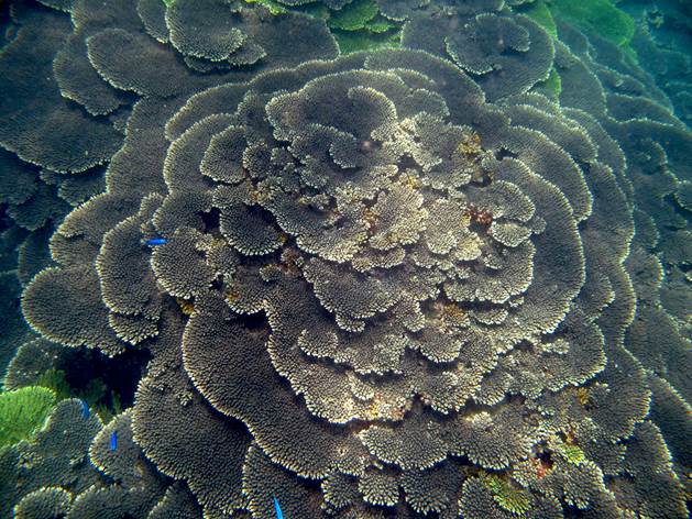 離岸不遠處就可觀察到層層堆疊的桌型軸孔珊瑚 離岸不遠處就可觀察到層層堆疊的桌型軸孔珊瑚