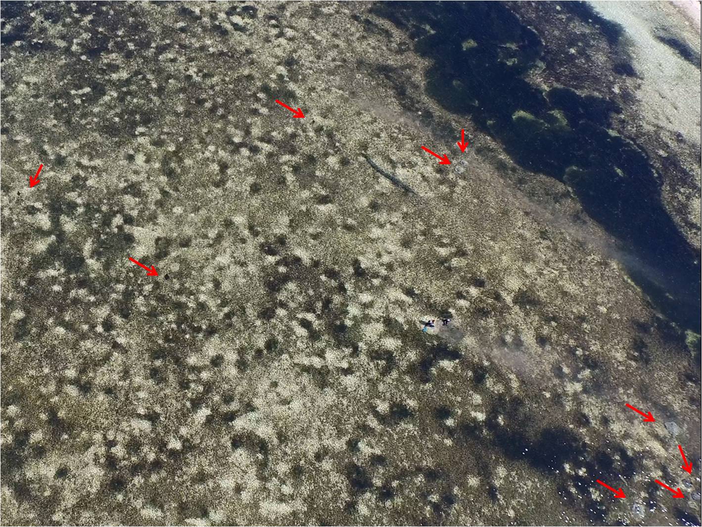 6隻費氏窄尾魟3隻燕魟,你答對嗎 6隻費氏窄尾魟3隻燕魟,你答對嗎