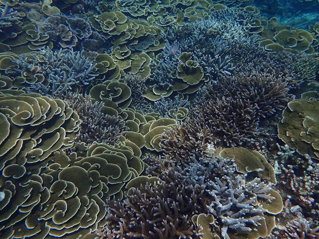 軸孔珊瑚及癭葉表孔珊瑚是澎湖南方四島海域常見珊瑚,常形成巨大的群聚 軸孔珊瑚及癭葉表孔珊瑚是澎湖南方四島海域常見珊瑚,常形成巨大的群聚