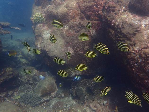 水下的玄武岩礁區聚集各種魚類 水下的玄武岩礁區聚集各種魚類