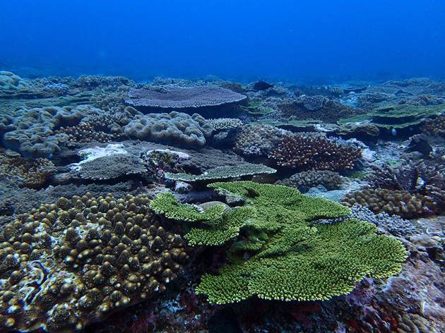 東沙環礁外的珊瑚群聚為了抵抗強勁海流,生長型態多為表覆型或低矮小叢狀珊瑚。 東沙環礁外的珊瑚群聚為了抵抗強勁海流,生長型態多為表覆型或低矮小叢狀珊瑚。
