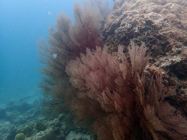紅海扇是東沙環礁潟湖內塊礁上的常見珊瑚 紅海扇是東沙環礁潟湖內塊礁上的常見珊瑚