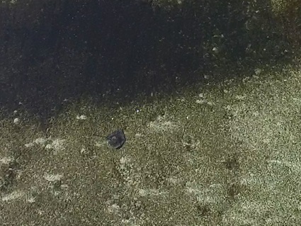 費氏窄尾魟空拍照(圖/陳餘鋆) 費氏窄尾魟空拍照(圖/陳餘鋆)