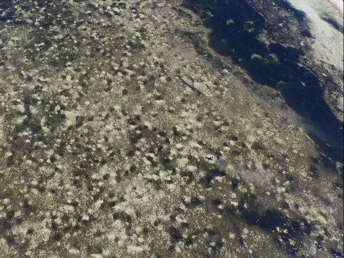 發現了嗎?研究人員的身邊躲藏了幾隻魟魚(圖/陳餘鋆) 發現了嗎?研究人員的身邊躲藏了幾隻魟魚(圖/陳餘鋆)