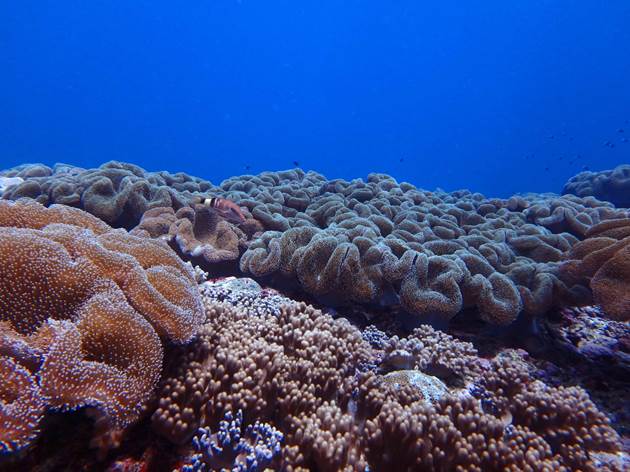 東沙環礁北側礁臺外軟珊瑚覆蓋率及多樣性均較其他測站高 東沙環礁北側礁臺外軟珊瑚覆蓋率及多樣性均較其他測站高