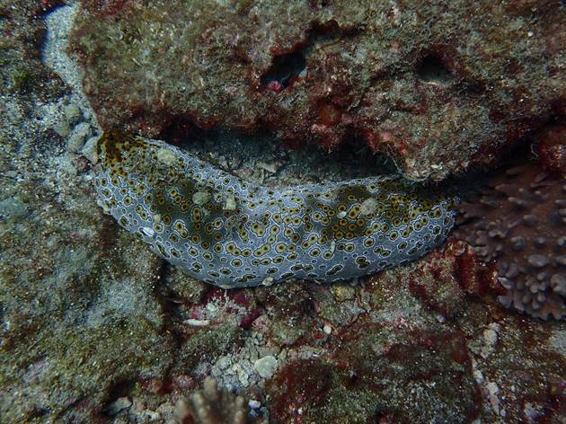 經過近幾年的保護海參復原良好 經過近幾年的保護海參復原良好