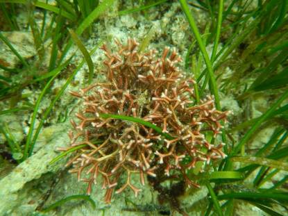 紅藻-叉枝乳節藻,東沙冬春季的優勢種 紅藻-叉枝乳節藻,東沙冬春季的優勢種