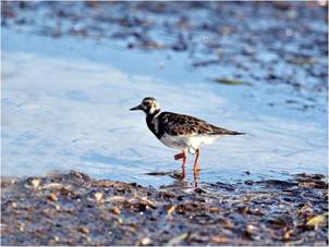 來自澳洲塔斯馬尼亞的翻石鷸停棲於東沙休息與覓食,翻石鷸的右腳上有上橘下藍的色旗提供觀察人員辨認 來自澳洲塔斯馬尼亞的翻石鷸停棲於東沙休息與覓食,翻石鷸的右腳上有上橘下藍的色旗提供觀察人員辨認