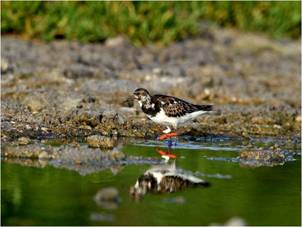繫上東沙足旗的翻石鷸,翻石鷸為東沙全年可見的候鳥,喜歡以嘴喙翻動石頭找尋食物 繫上東沙足旗的翻石鷸,翻石鷸為東沙全年可見的候鳥,喜歡以嘴喙翻動石頭找尋食物