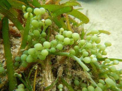 綠藻-少葉蕨藻,東沙春季的優勢種 綠藻-少葉蕨藻,東沙春季的優勢種