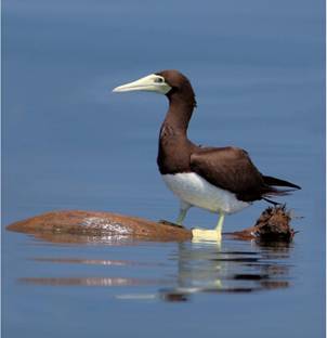 白腹鰹鳥有站立在海上漂流物的習性,目前穩定的族群出現於北方三島(基隆市野鳥學會提供) 白腹鰹鳥有站立在海上漂流物的習性,目前穩定的族群出現於北方三島(基隆市野鳥學會提供)