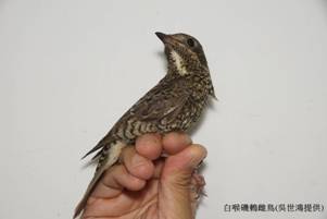 東沙104年新紀錄鳥種白喉磯鶇-雌鳥 東沙104年新紀錄鳥種白喉磯鶇-雌鳥