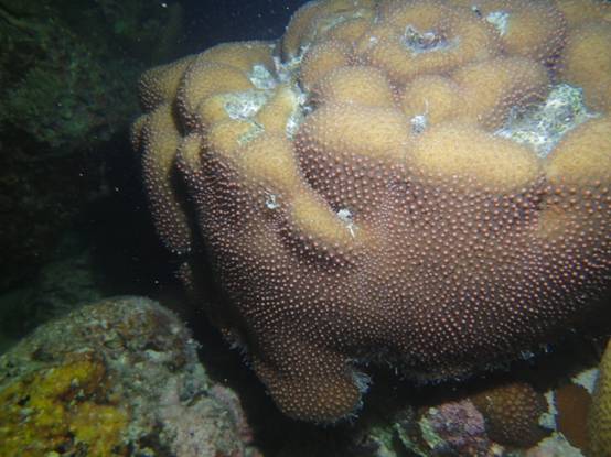 珊瑚產卵。(含苞待放) 珊瑚產卵。(含苞待放)