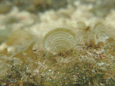 褐藻-小團扇藻,東沙夏季的優勢種 褐藻-小團扇藻,東沙夏季的優勢種