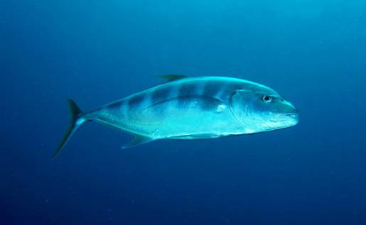 大型洄游性魚類---鰺科魚種於東沙環礁海域群聚數量相當豐富 大型洄游性魚類---鰺科魚種於東沙環礁海域群聚數量相當豐富