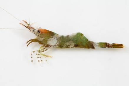 H. varians的雜色表現型。(圖片取材: http://www.aphotomarine.com) H. varians的雜色表現型。(圖片取材: http://www.aphotomarine.com)