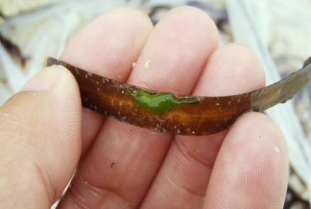 東沙島採集到的H. varians體色呈現耀眼的翠綠色(抱卵雌體) 東沙島採集到的H. varians體色呈現耀眼的翠綠色(抱卵雌體)