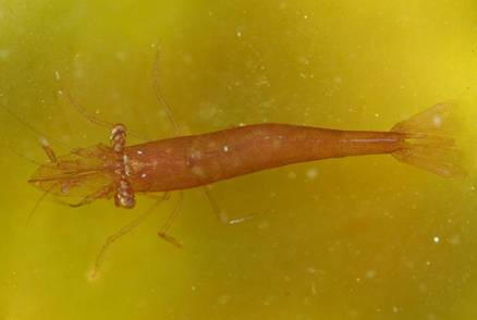 H. varians的褐色表現型。(圖片取材: http://www.aphotomarine.com) H. varians的褐色表現型。(圖片取材: http://www.aphotomarine.com)