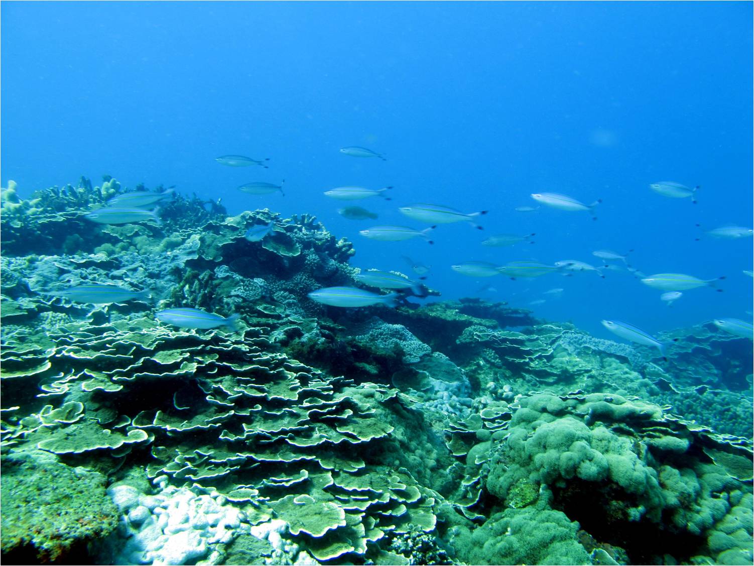 烏尾冬悠游於珊瑚礁 烏尾冬悠游於珊瑚礁