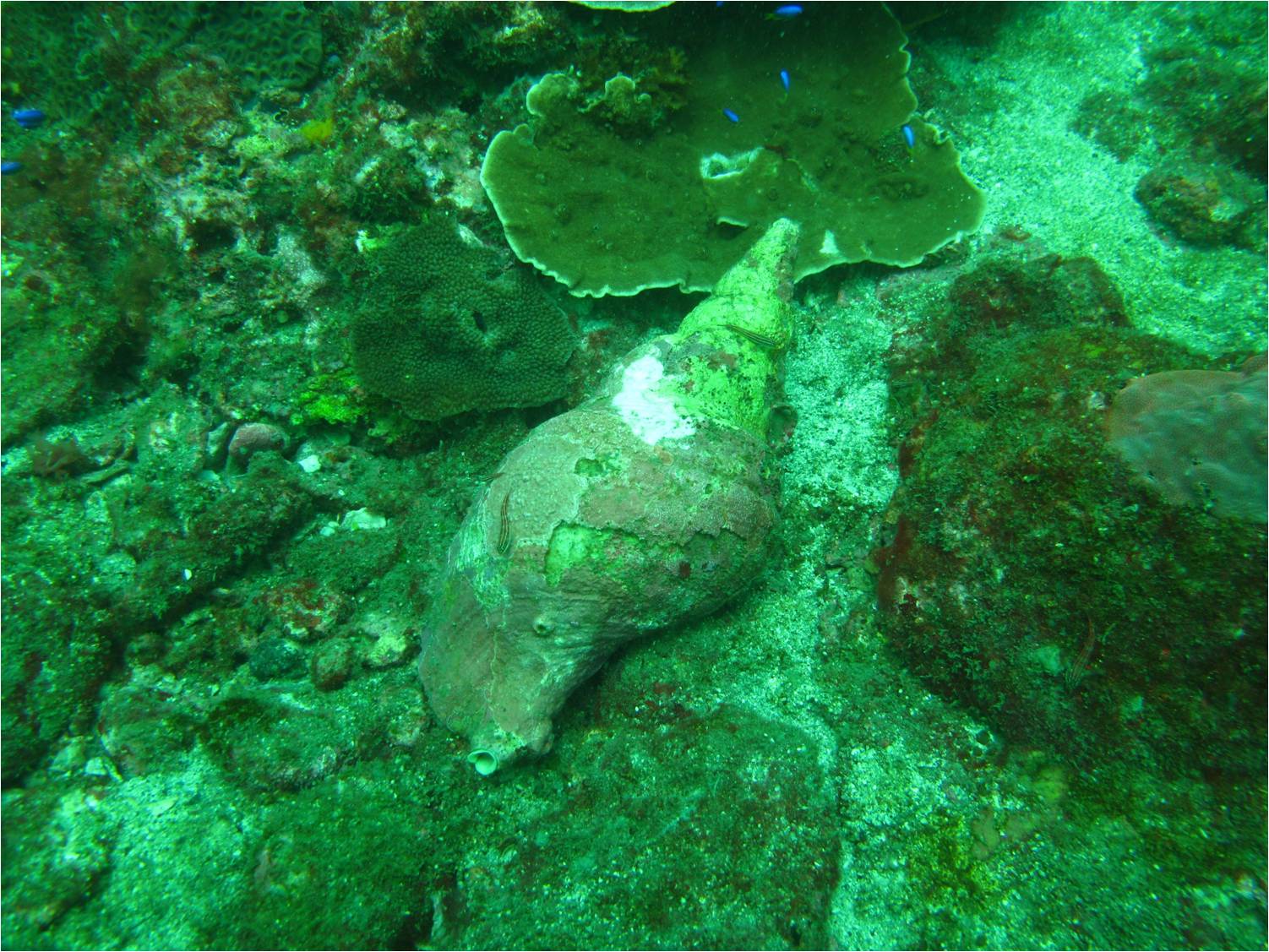 本次在東與坪發現大法螺,其為棘冠海星的天敵 本次在東與坪發現大法螺,其為棘冠海星的天敵