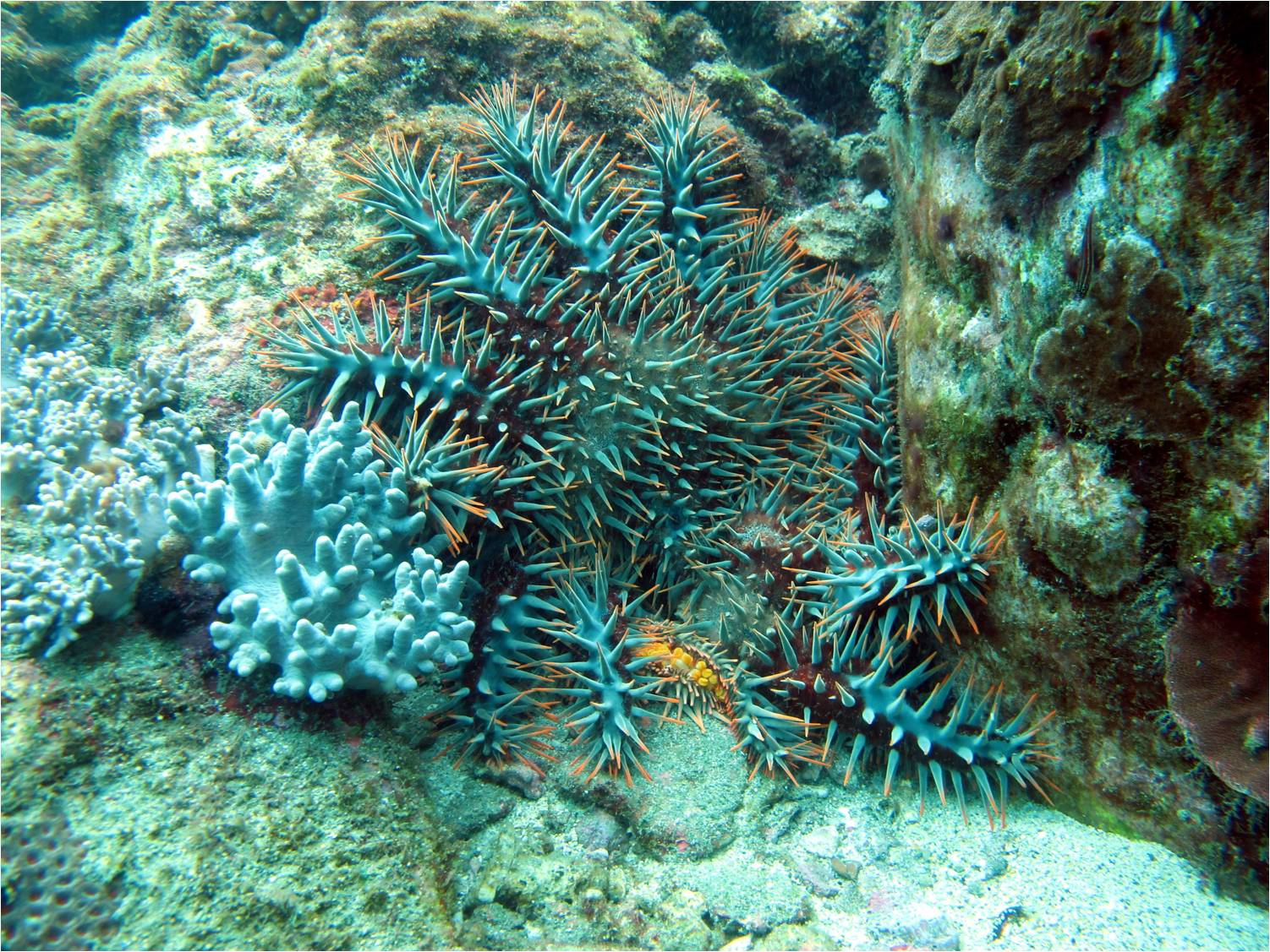 本次調查僅在西嶼坪測站紀錄到一隻棘冠海星 本次調查僅在西嶼坪測站紀錄到一隻棘冠海星