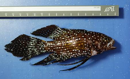 擁有特殊擬態能力的珍珠麗七夕魚(C. altivelis),為東沙新紀錄種魚類。(楊邵閔/攝) 擁有特殊擬態能力的珍珠麗七夕魚(C. altivelis),為東沙新紀錄種魚類。(楊邵閔/攝)