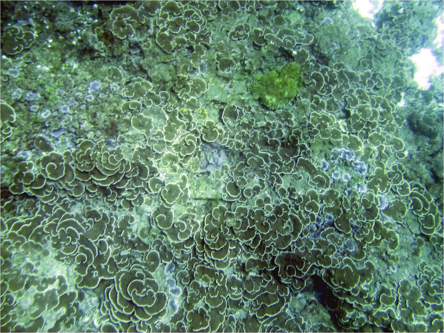 西吉嶼測站所紀錄新生的珊瑚,顯示西吉海域生態逐步復原中 西吉嶼測站所紀錄新生的珊瑚,顯示西吉海域生態逐步復原中