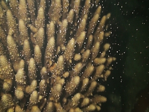 圖四、趾型軸孔珊瑚產卵 圖四、趾型軸孔珊瑚產卵