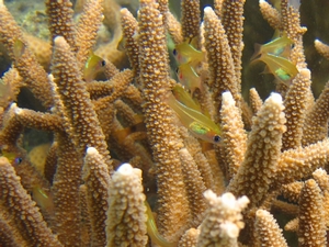 培育兩年的分枝型軸孔珊瑚形成緻密的立體空間,已形成生物安全的庇護所 培育兩年的分枝型軸孔珊瑚形成緻密的立體空間,已形成生物安全的庇護所