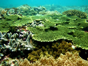 圖二、環礁外健全的珊瑚礁生態 圖二、環礁外健全的珊瑚礁生態