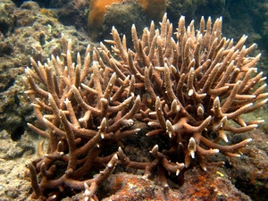 經過三年的培育,珊瑚已成長為一個小群體 經過三年的培育,珊瑚已成長為一個小群體