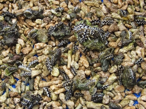 培育8個月的硨渠貝種苗 培育8個月的硨渠貝種苗