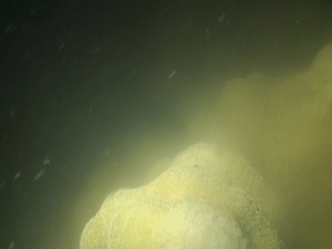 圖五、微孔珊瑚產卵 圖五、微孔珊瑚產卵