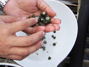 馬蹄鐘螺可清除附著性藻類,幫助珊瑚苗的附著,為目前重要的物種之一 馬蹄鐘螺可清除附著性藻類,幫助珊瑚苗的附著,為目前重要的物種之一