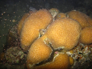 圖六、角星珊瑚產卵 圖六、角星珊瑚產卵