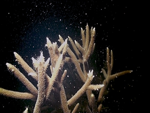 培育三年的軸孔珊瑚,在今年發現加入珊瑚產卵的行列 培育三年的軸孔珊瑚,在今年發現加入珊瑚產卵的行列