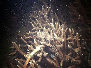 圖三、分枝型軸孔珊瑚產卵發生在19日夜間 圖三、分枝型軸孔珊瑚產卵發生在19日夜間