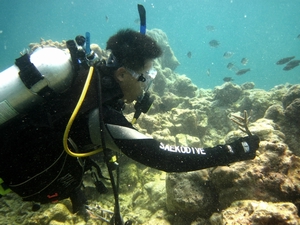 海管處人員利用珊瑚分株扦插的方式進行珊瑚復育 海管處人員利用珊瑚分株扦插的方式進行珊瑚復育