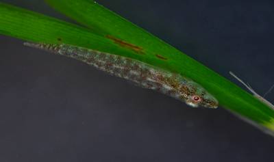 棲息於海草葉片上之情形。(王荃宥/攝) 棲息於海草葉片上之情形。(王荃宥/攝)