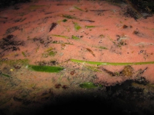 圖七、在珊瑚產卵爆發後,海面漂浮著大片的珊瑚卵。 圖七、在珊瑚產卵爆發後,海面漂浮著大片的珊瑚卵。