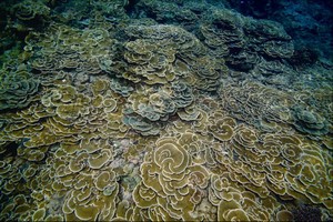 層層疊疊的片棘孔珊瑚如莫內荷花圖般畫在東吉嶼的海底(楊志仁攝) 層層疊疊的片棘孔珊瑚如莫內荷花圖般畫在東吉嶼的海底(楊志仁攝)