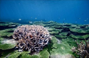 西嶼坪嶼海域擁有珊瑚礁覆蓋率達到50以上的群聚(楊志仁攝) 西嶼坪嶼海域擁有珊瑚礁覆蓋率達到50以上的群聚(楊志仁攝)