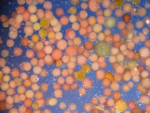 圖八、顯微鏡下的珊瑚卵,有不同的大小及顏色,猶如一顆顆的彩色粉圓。 圖八、顯微鏡下的珊瑚卵,有不同的大小及顏色,猶如一顆顆的彩色粉圓。