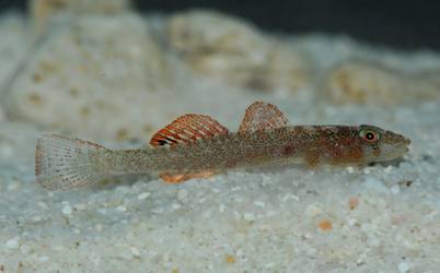 身形細小的雙葉腹瓢鰕虎 (P. bilobata),體表滿布褐色點狀色素胞。(洪登富/攝) 身形細小的雙葉腹瓢鰕虎 (P. bilobata),體表滿布褐色點狀色素胞。(洪登富/攝)