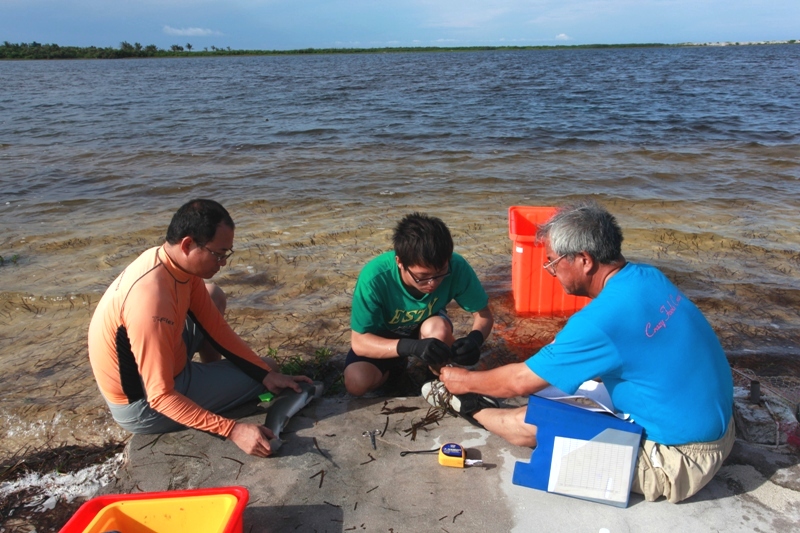 研究團隊進行鯊魚的型質測量工作(圖片來源/陳餘鋆) 研究團隊進行鯊魚的型質測量工作(圖片來源/陳餘鋆)