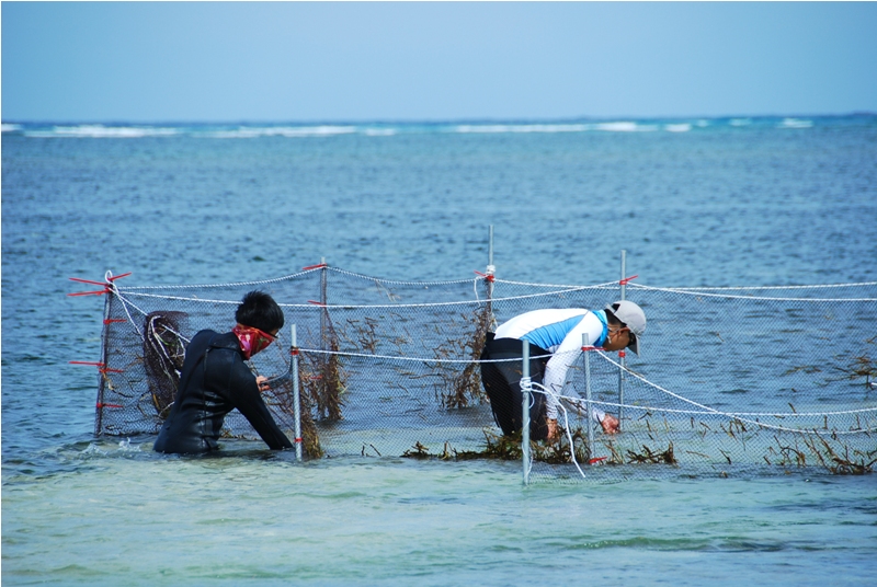 海草葉片是調查過程中要克服的問題之一,研究團隊正在清除被海草葉片塞滿的網具(圖片來源/陳餘鋆) 海草葉片是調查過程中要克服的問題之一,研究團隊正在清除被海草葉片塞滿的網具(圖片來源/陳餘鋆)