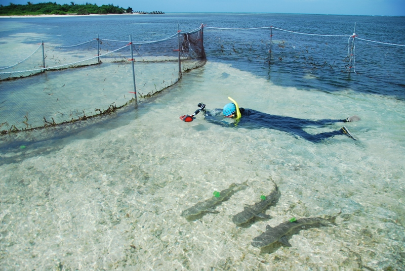 測量與採樣後的幼鯊先放回定置網中觀察,確定狀態穩定後再放回大海。(圖片來源/陳餘鋆) 測量與採樣後的幼鯊先放回定置網中觀察,確定狀態穩定後再放回大海。(圖片來源/陳餘鋆)