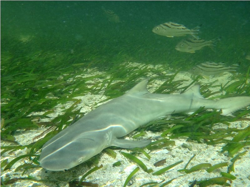 尖齒檸檬鯊幼鯊常出沒在海草床覓食(圖片來源/陳餘鋆) 尖齒檸檬鯊幼鯊常出沒在海草床覓食(圖片來源/陳餘鋆)
