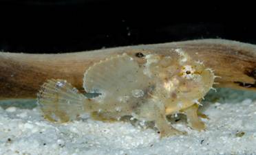 斑紋光躄魚俗稱「五腳虎」,於海底行走時模樣相當可愛(江俊廷/攝) 斑紋光躄魚俗稱「五腳虎」,於海底行走時模樣相當可愛(江俊廷/攝)